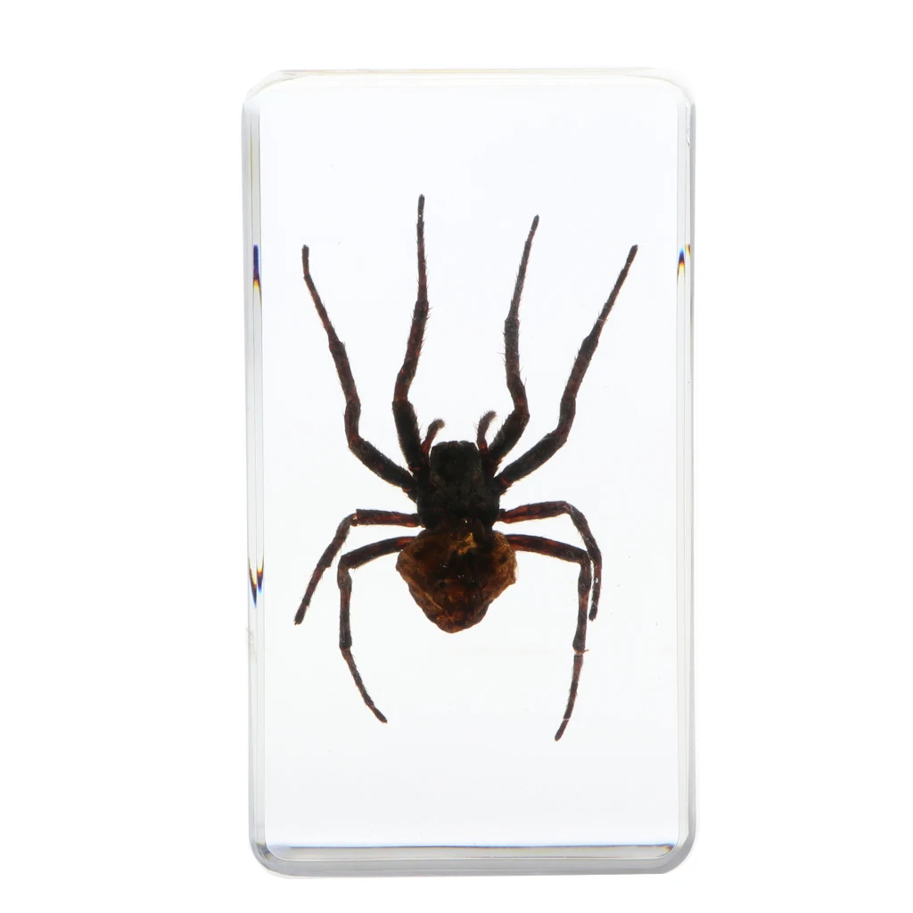 Insect Specimen Paperweight Collection Gift - Deinopidae
