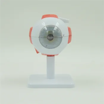 

3:1 Human Anatomical Eyeball Dissection Medical Organ Teach Model School Hospital Hi-Q