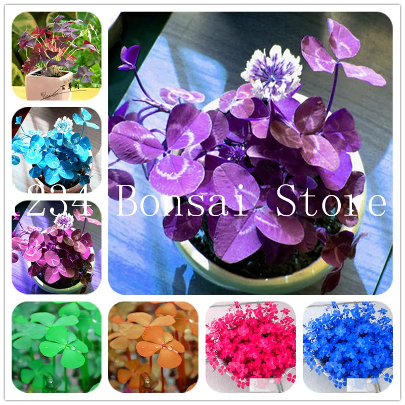 

100Pc Four Leaf Lover Clover Flower Bonsai Indoor Grass Easy Plant Four-Leaf Lover Bonsai Office Desk Beautifying Blooming Plant