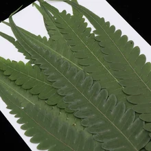 12 штук прессованные листья папоротника, натуральные настоящие высыхающие Цветочные листья для поделок своими руками