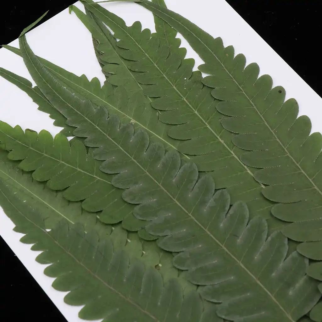 12 Buah Ditekan Daun Pakis