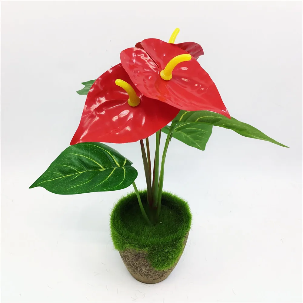 2017 Anthurium зеленые растения редис бонсай дерево для продажи Цветочный декор