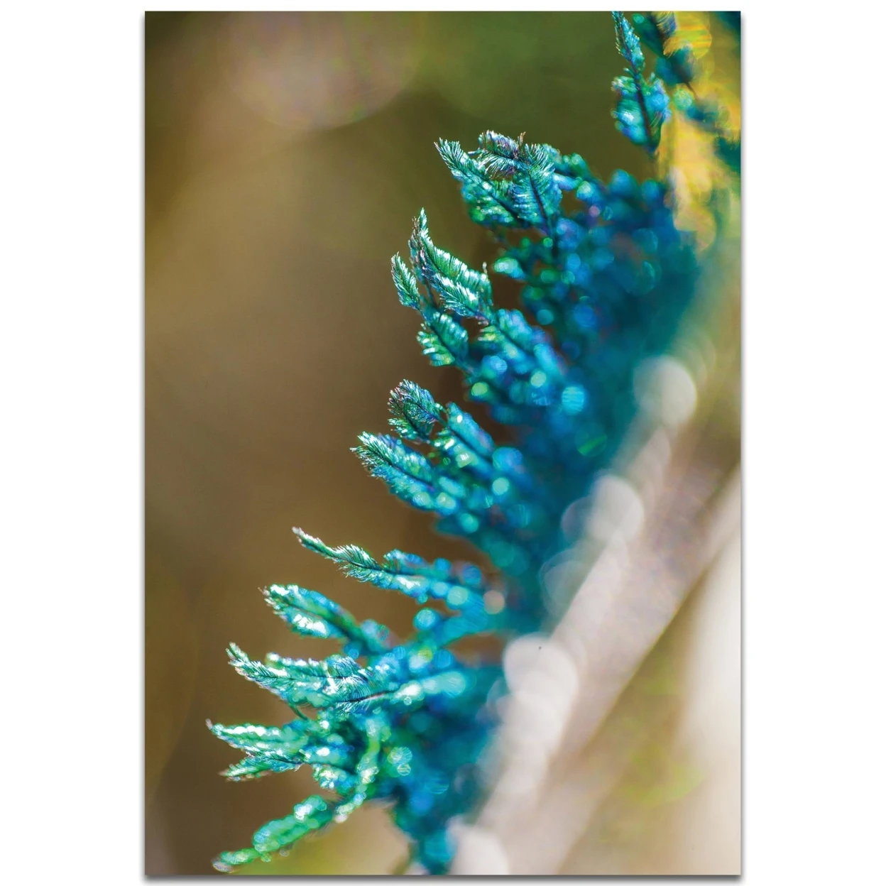 Feather Closeup by Meirav Levy - Contemporary Wall Art on Metal