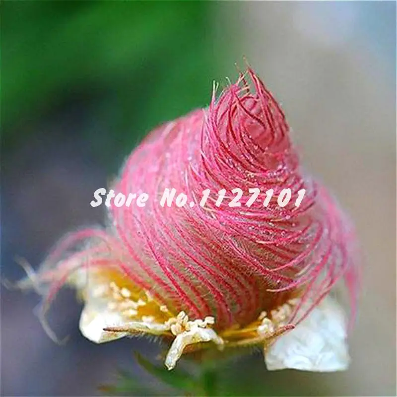 50PCS rare flower seeds for indoor plants like prairie smoke fireworks