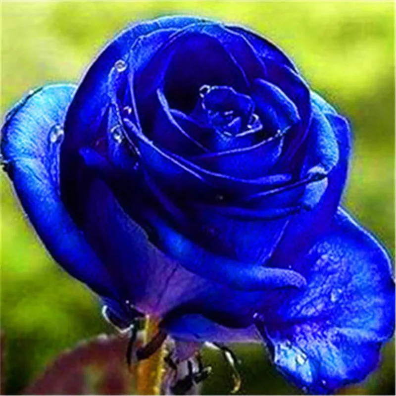 500 Pcs Rose Gardening multi color Bonsai Rosas Living Room Ornamental Plants DIY Home Garden Household Flower Plant For Sale