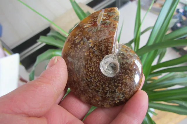 Best Price 79.8g  NATURAL BEAUTIFUL ammonite FOSSIL SPECIMEN Best Price 79.8g  NATURAL BEAUTIFUL ammonite FOSSIL SPECIMEN