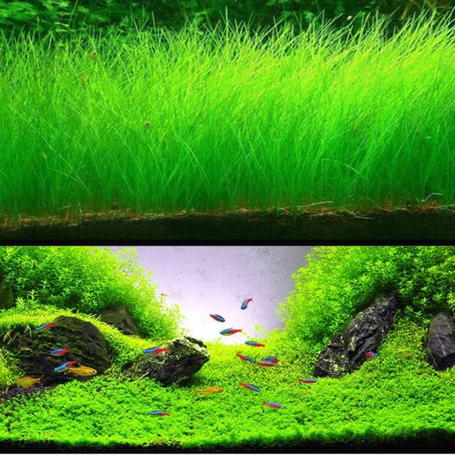 aliexpress com buy aquarium