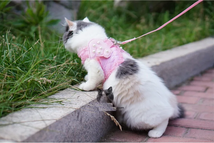 Resultado de imagem para passear com gatos