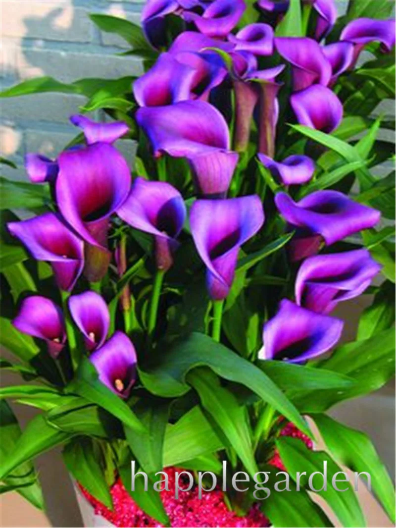 Каллы Цветы Купить Луковицы