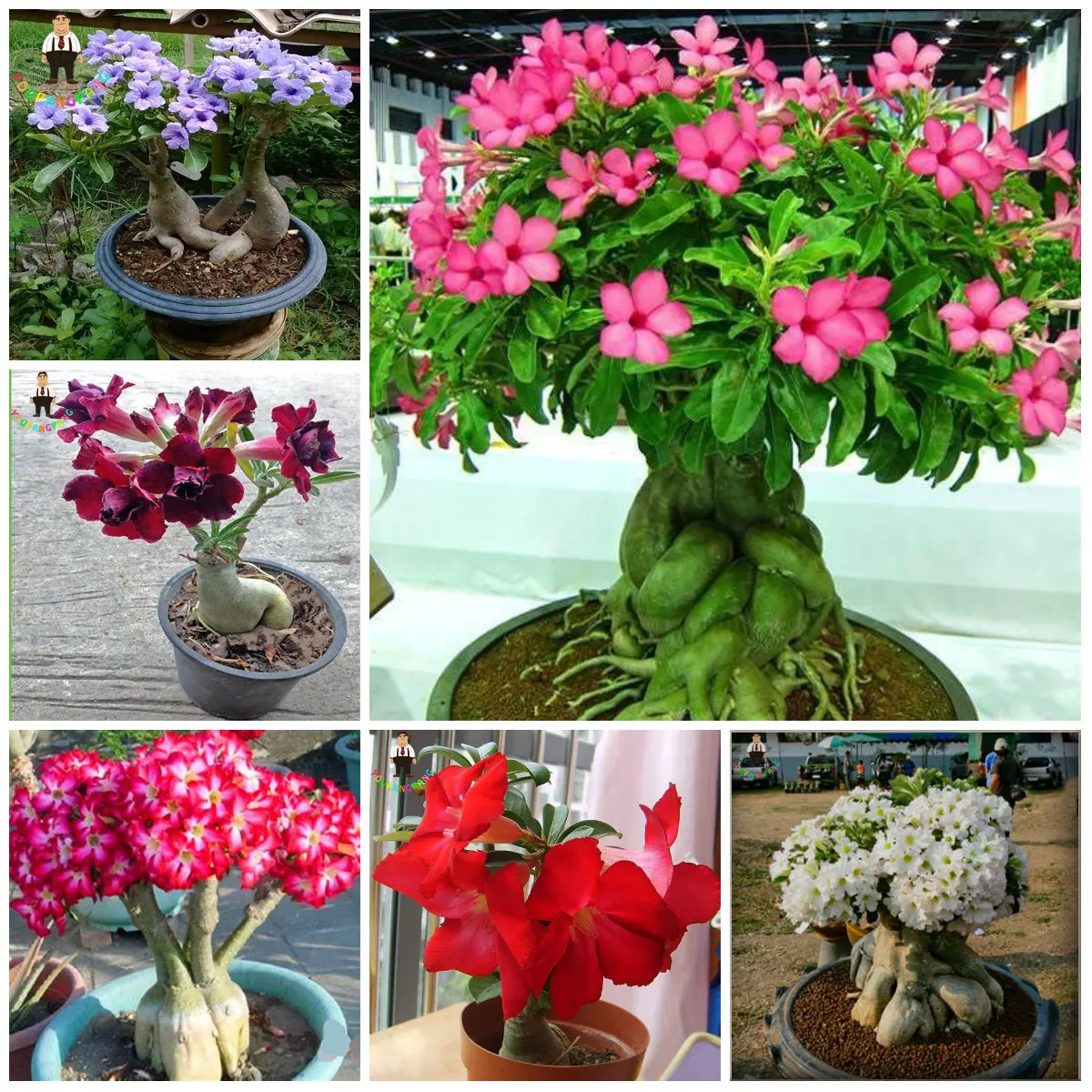 Роза Пустыни Цветок Купить