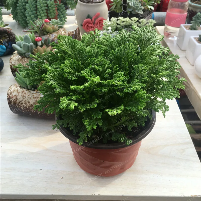 

50pcs Selaginella Uncinata Bonsai Tree Bonsai Pine Maple Bonsai DIY Home Garden Combined Green Plants DIY Home Garden