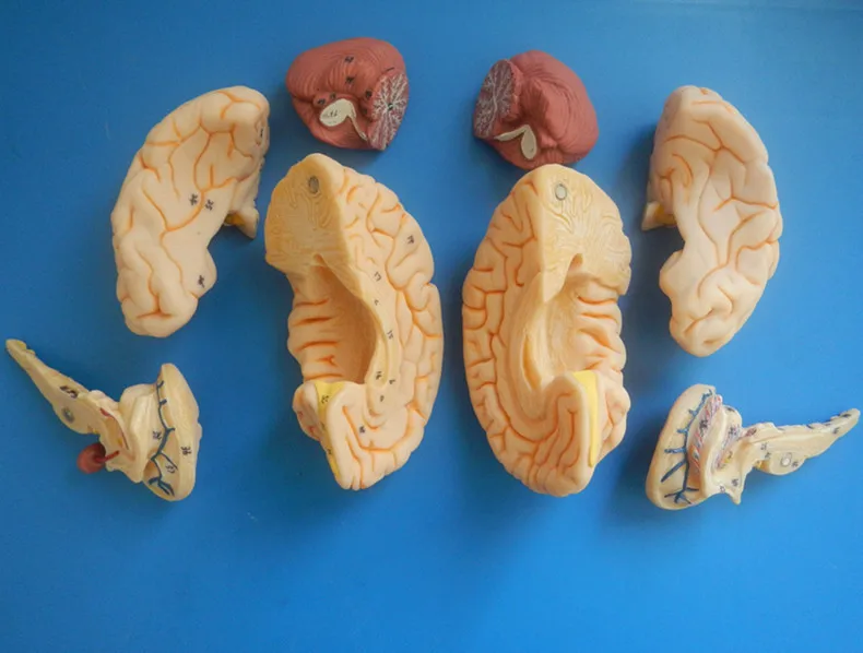 ISO Делюкс модель человеческого мозга анатомический мозг Модель|human brain model|human