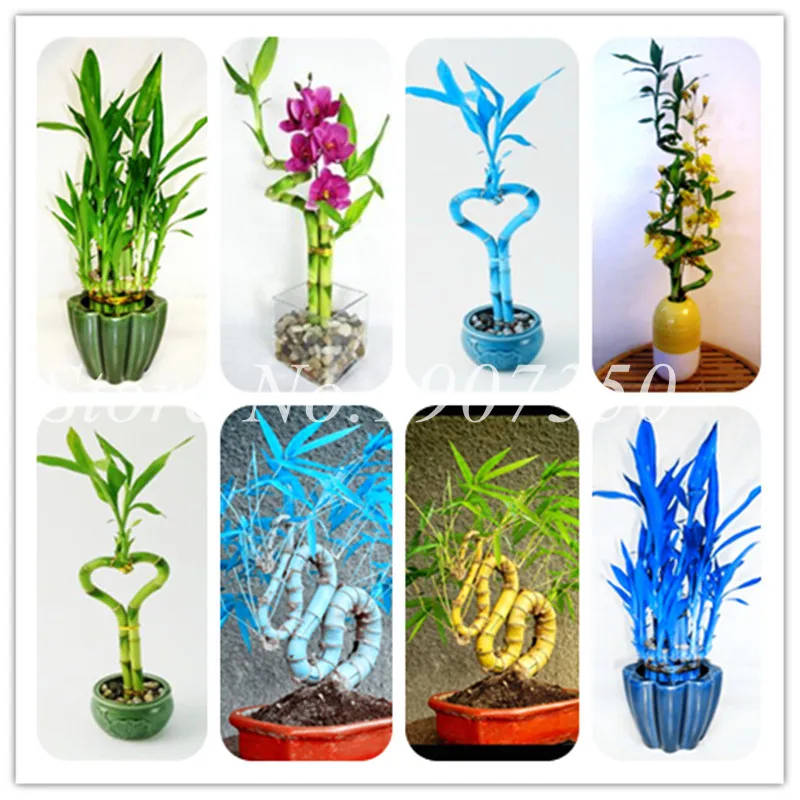 

Big Promotion ! 50 Pcs Fresh Indoor Lucky Bamboo Bonsai House Good Luck Bamboo Pot 100% True Potted Plant For Home Garden