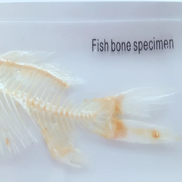 Рыба Скелет встроенный образец прозрачная смола настоящие рыбьи кости животные Скелет образец модель биология Анатомия учебные материалы
