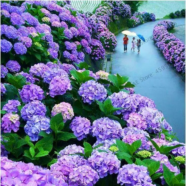 20pcs Rare Yellow Hydrangea Plants Mixed Hydrangea Flowers Home Bonsai