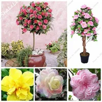 New-Real-Mini-Camellia-Tree-Seeds-Camellia-Japonica-Bonsai-Flower-Seeds-Potted-Outdoor-Plants-DIY-For.jpg_200x200
