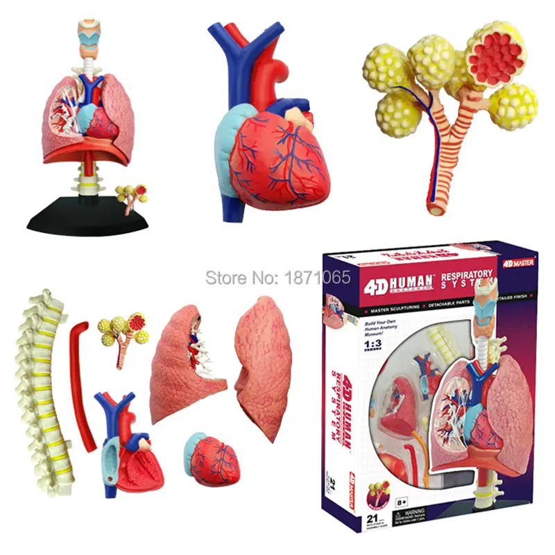 4D мастер секция кожи анатомия модель Анатомия медицинская голова человека почек модель скелета, черепа научные развивающие игрушки