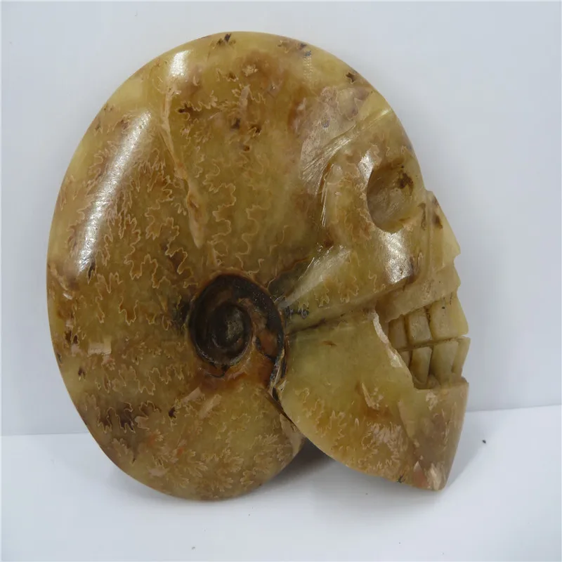 

NATURAL Conch fossil Crystal carved skull HEALING T407
