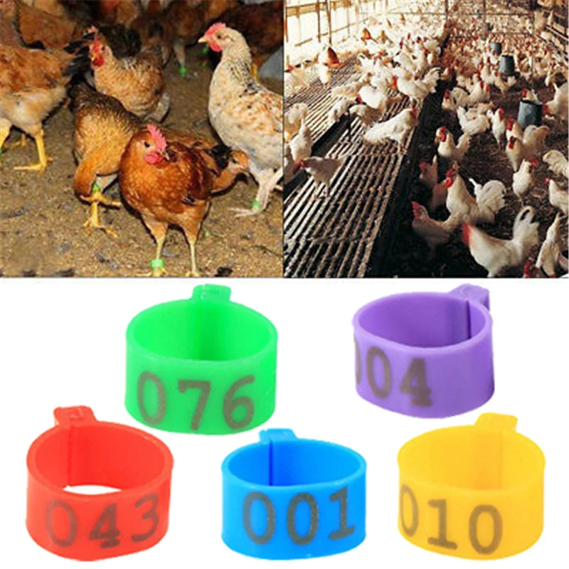 

100 Pcs Feeding Logo Chicken Leg Bands 1.6cm Chicken Poultry Rings 5 Colors Pigeon Geese Quail Bird Ring Carry Tools