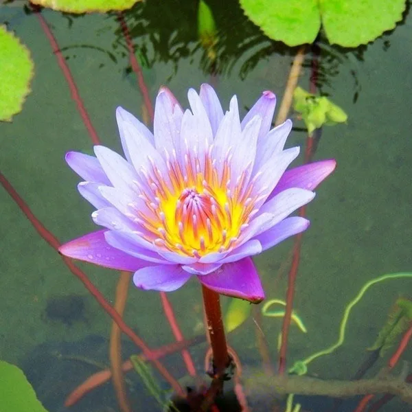 2 Biji Pack Biru Bunga Lotus Nymphaea Caerulea Asia Air Kolam