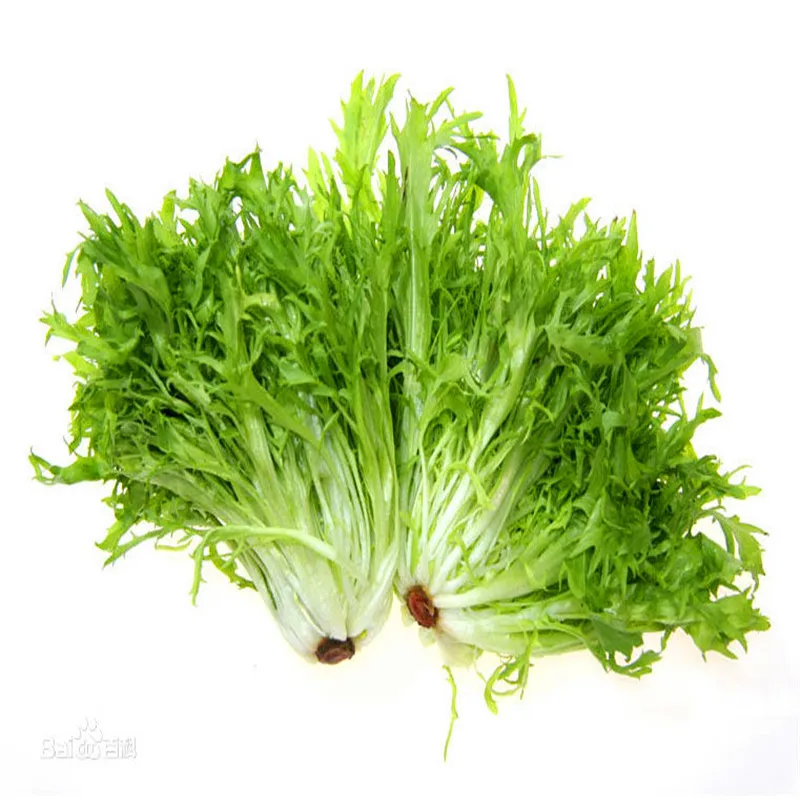 Bitter leaf lettuce seeds Healthy nutritious organic vegetable seeds
