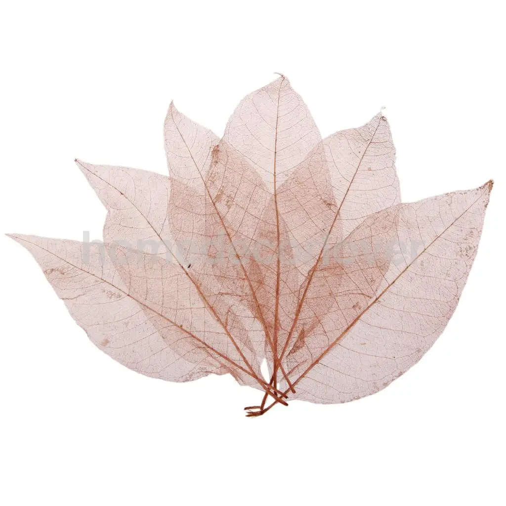 50 шт натуральная Магнолия Скелет листья карты скрапбук|scrapbooking|scrapbook cardsscrapbooking leaf |
