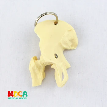 

human leg bone key buckle ornament gift pendant key buckle human.organ anatomy medical teaching toy YSK016
