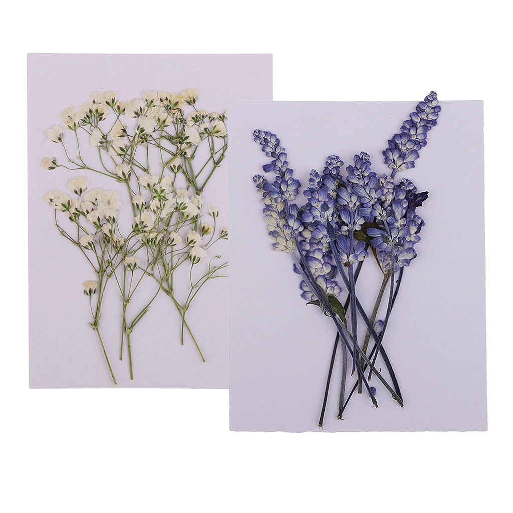 MagiDeal 20x Pressed Dried Flowers Real Babysbreath Sage DIY Scrapbooking Arts Crafts Fake Flowers for gift packaging DIY Craft 