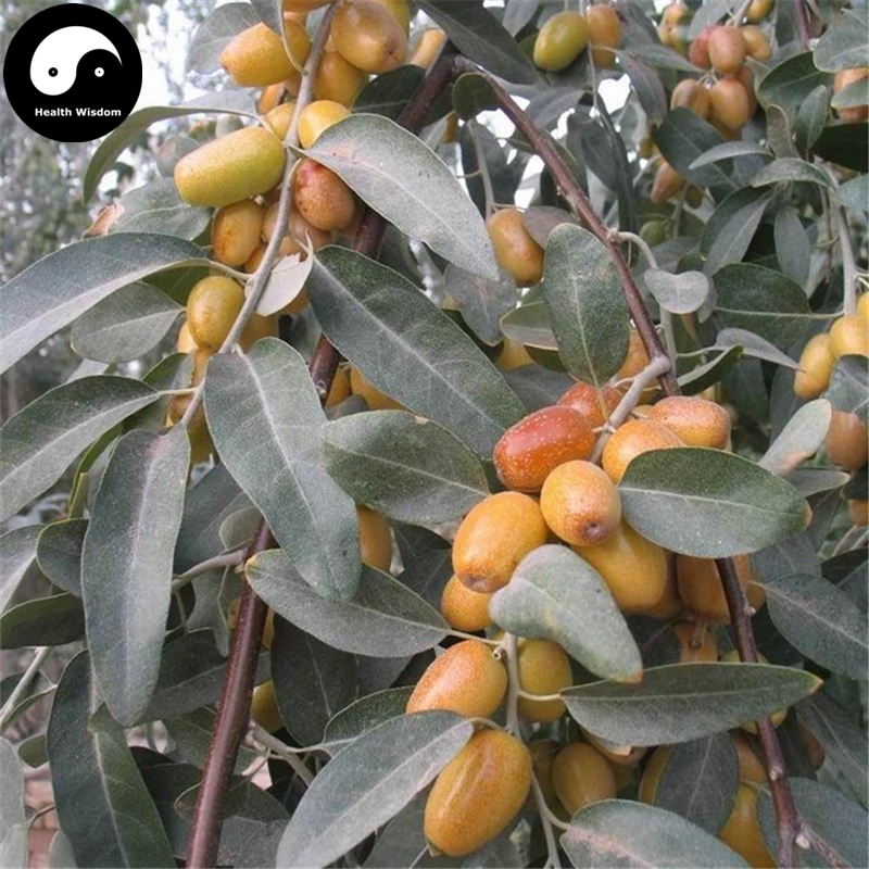 

Buy Sand Date Tree Semente 60pcs Plant Desert Fruit Elaeagnus Angustifolia Sha Zao