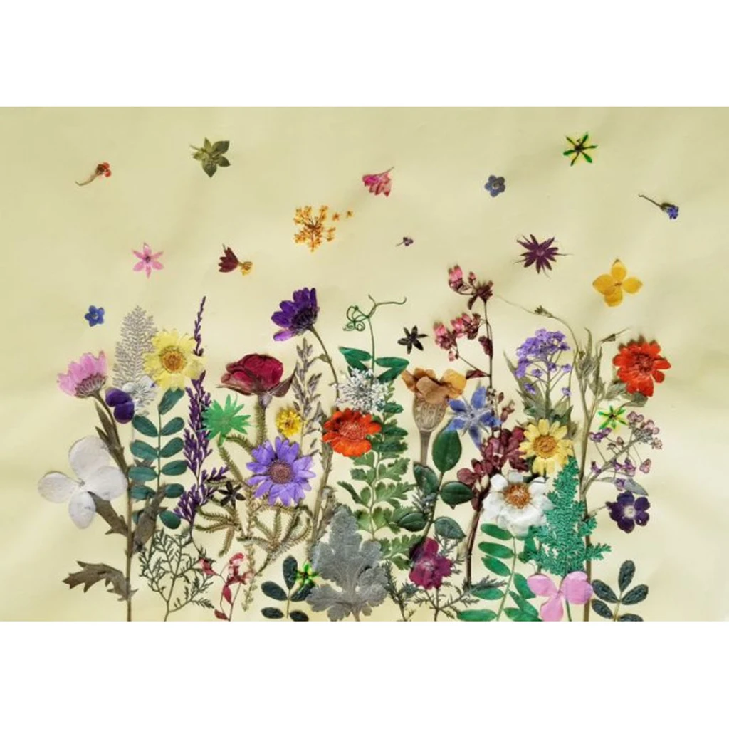 10pcs  Real Pressed Dried Flowers Natural Dry Babys Breath Flowers DIY Making Card Handmade Resin Crafts Scrapbooking Art Crafts