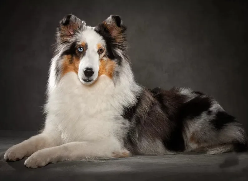 HTB1olxdaizxK1RjSspjq6AS.pXaY