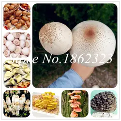 Шт. 100 шт. органический вкусный гигантский гриб карликовые деревья, забавные суккуленты съедобные полезные овощи гриб растения для Happy Farm