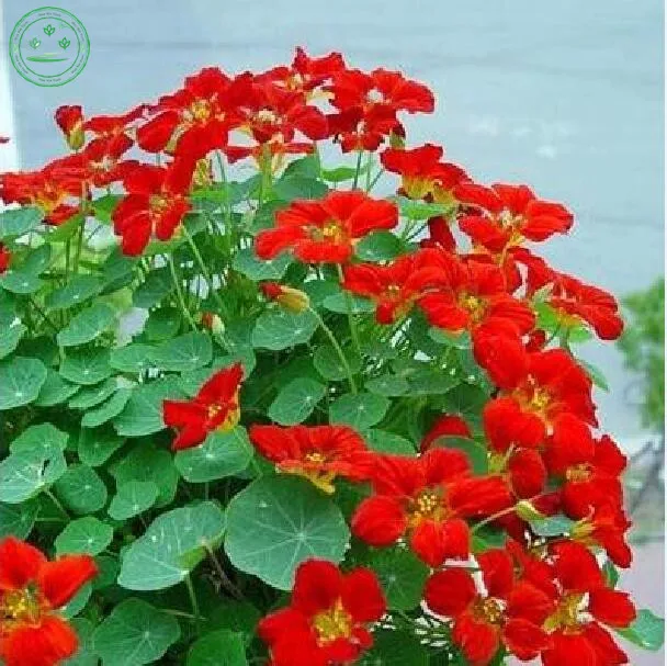 How To Bring Good Luck online get cheap good luck plant -aliexpress | alibaba group How To Bring Good Luck online get cheap good luck plant -aliexpress | alibaba group
