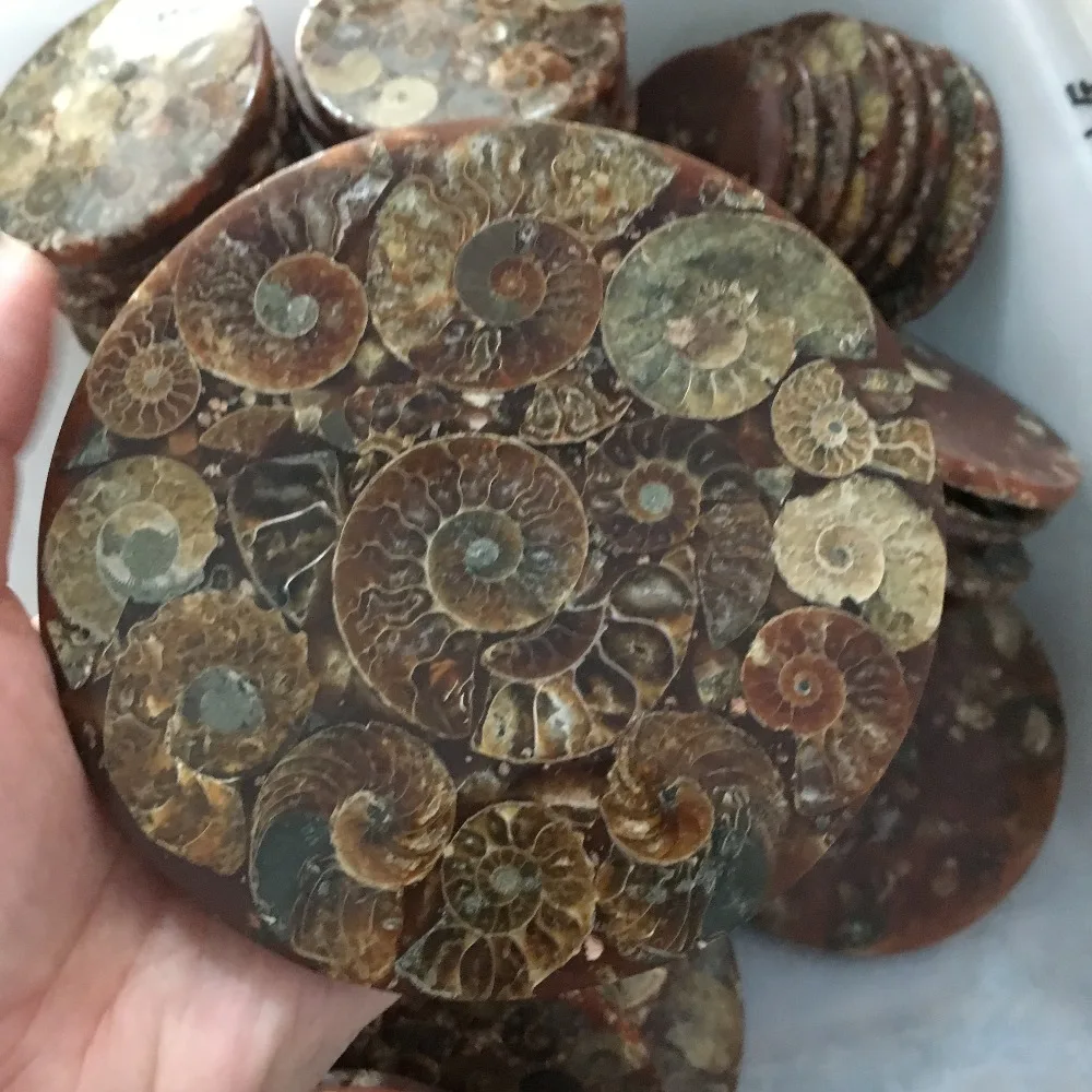 Аммонитовая пластина из ископаемых кусочков натуральная оболочка камень
