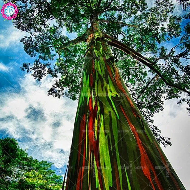

200pcs/bag Rare Rainbow Eucalyptus Deglupta ,showy Tropical tree, Perennial Bonsai Potted For home&garden Planting