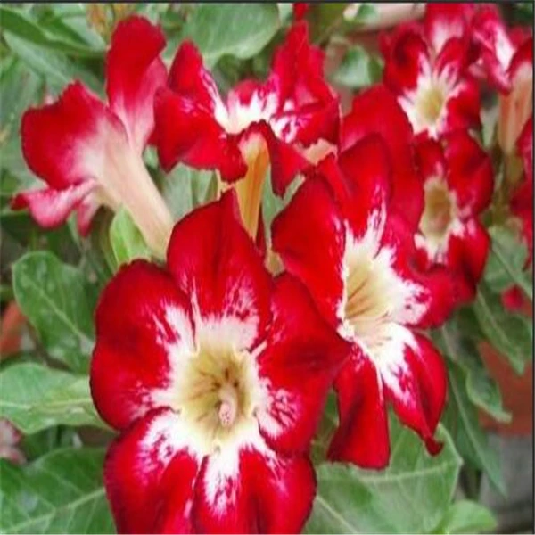 

100% 2 pcs True Adenium Obesum Bonsai Exotic Desert Rose Flowers Balcony Desert-Rose Bonsai MultiColor Petals Succulents Tree