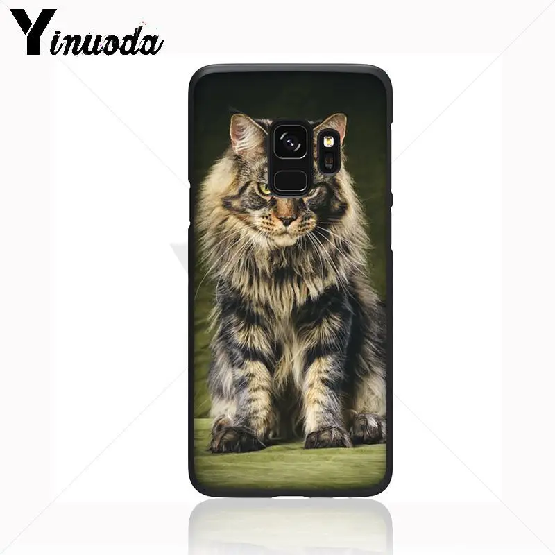 pet maine coon cat