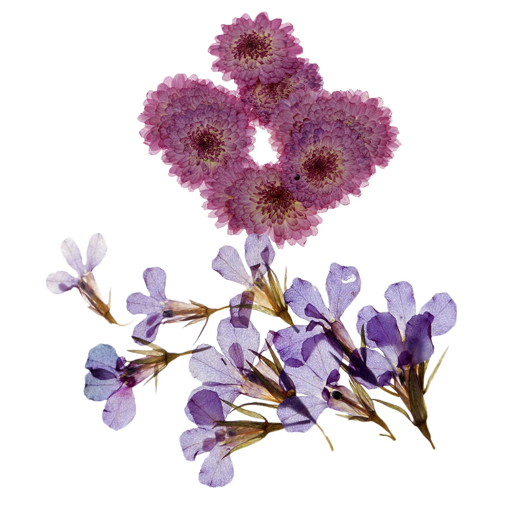 20 штук прессованные сушеные цветы Маргаритка Lobelia для DIY чехол телефона Украшение
