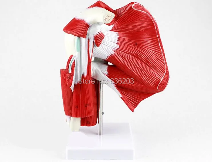 

Human anatomy skeleton Advanced Muscled Shoulder Joint Model Heart skull brain skull model in trauma nursing manikin train