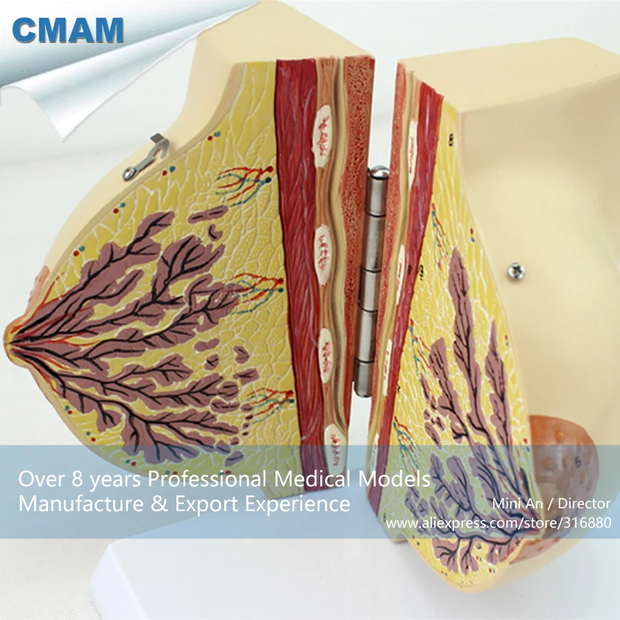 CMAM/12459 молочная железа в период отдыха, мочевая медицинская учебная анатомическая модель