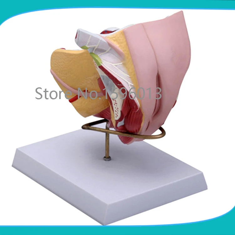 Female genital structure model 4 parts,Female Genital Organs,The female reproductive organ structure model