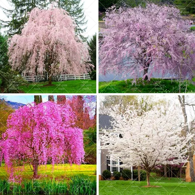 10pcs Weeping Sakura Seeds Beautiful Oriental Cherry Blossom Perennial Tree Pot Plant Flower 10pcs Weeping Sakura Seeds Beautiful Oriental Cherry Blossom Perennial Tree Pot Plant Flower
