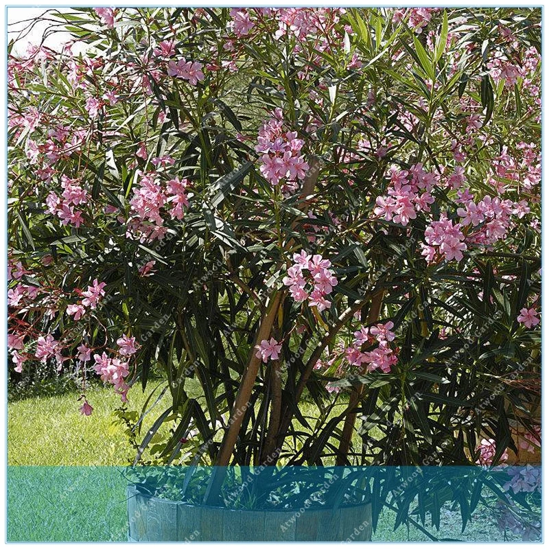 ZLKING promments 50 шт. цветок Nerium Oleander горшечные растения легко растущий горшок японский балкон садовое украшение ZLKING promments 50 шт. цветок Nerium Oleander горшечные растения легко растущий горшок японский балкон садовое украшение