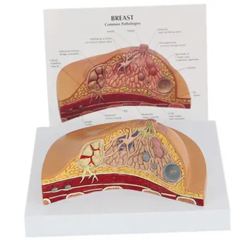 

Import PVC Human Breast Model Environmentally Friendly Non-toxic Material Breast Model Human Breast Lesion Model Medical Science