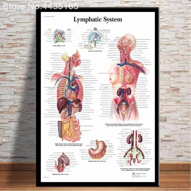 Высокая четкость плакаты и принты Анатомия человека система мышц художественный плакат тело карта холст живопись Настенная печать картина домашний декор