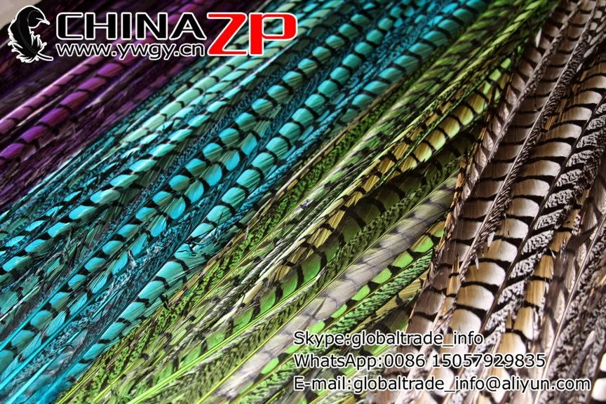 lady amherst pheasant feathers (2)