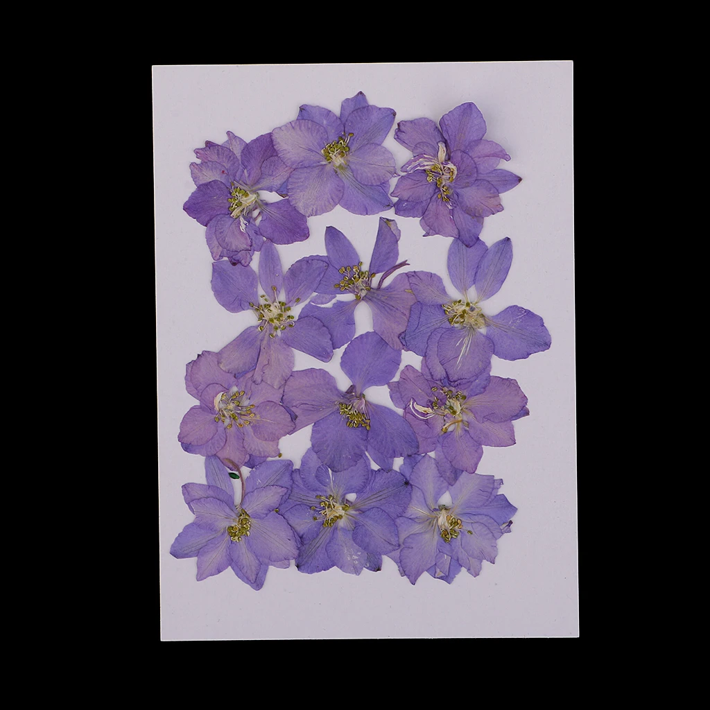 12 Pieces Pressed Dried Real Flower Larkspur for Bookmark Card Making and Resin Casting Handmade Scarpbooking Craft 