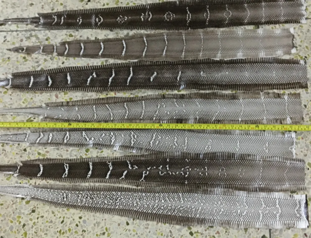 

Junetree Gray and Black color natural snake skins