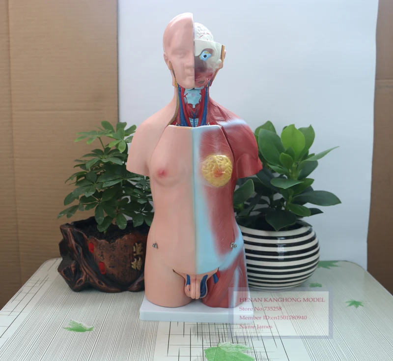 Туловище унисекс 45 см 23 детали тело человека|human body anatomy|human torsohuman torso model |