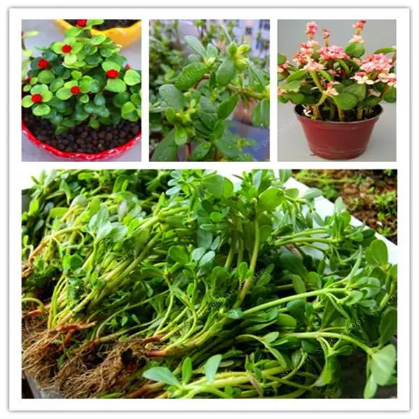 

500 Pcs Mixed Color Moss-Rose Purslane Double Bonsai Flower For Planting (Portulaca Grandiflora)Garden Tolerant Easy Growing
